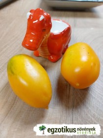 Orange Caprese paradicsom - Paradicsom különlegességek az Egzotikus Növények Stúdiója kínálatából